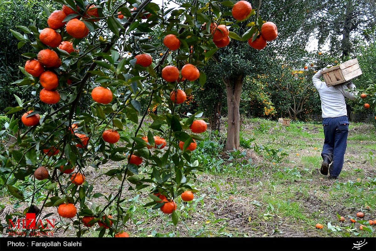 انگ رنگ بر مرکبات مازندران