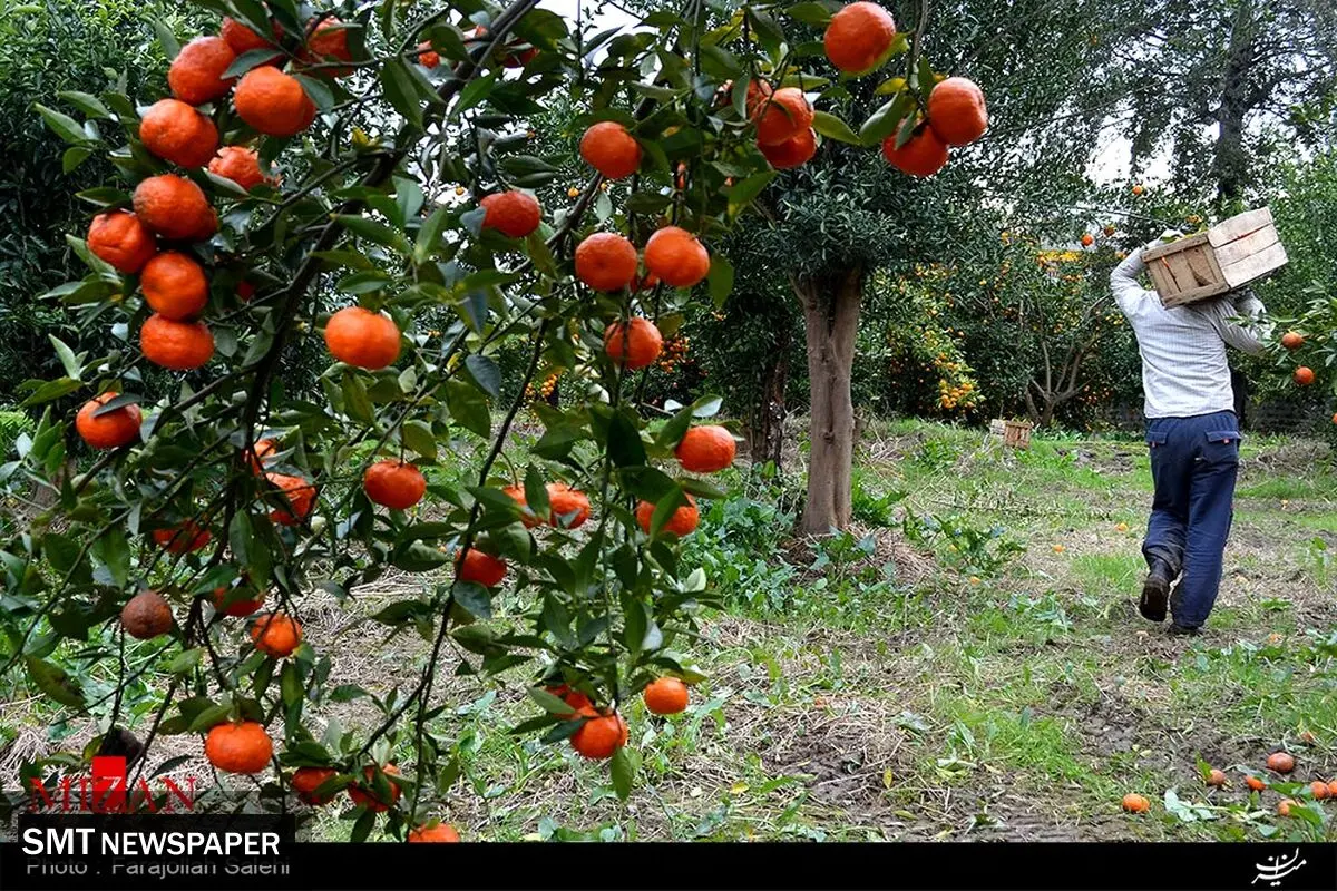 انگ رنگ بر مرکبات مازندران