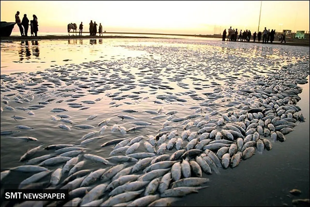 ماهیان جنوب در معرض نابودی