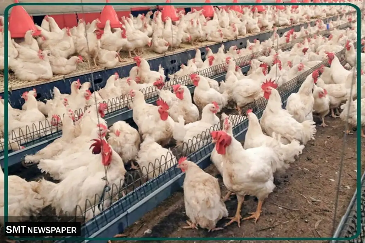 بهترین مرغ گوشتی برای پرورش