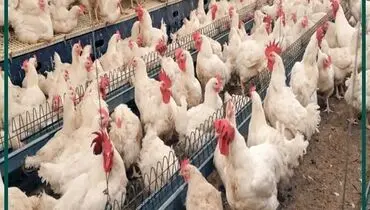 بهترین مرغ گوشتی برای پرورش