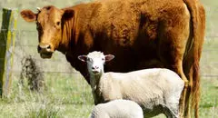 افزایش قیمت دام زنده در بازار امروز شنبه ۲۹ شهریور ۱۴۰۴ + جدول