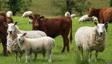 قیمت دام زنده امروز چهارشنبه ۱۲ شهریور ۱۴۰۴+ جدول