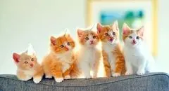 قیمت انواع گربه خانگی امروز ۲ خرداد ۱۴۰۴