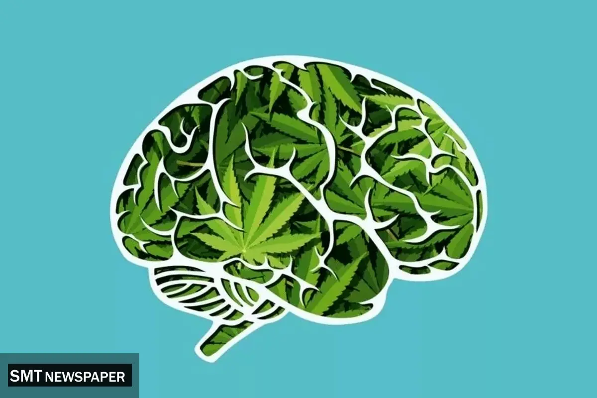 تأثیر وحشتناک ماریجوآنا بر روی این مغز
