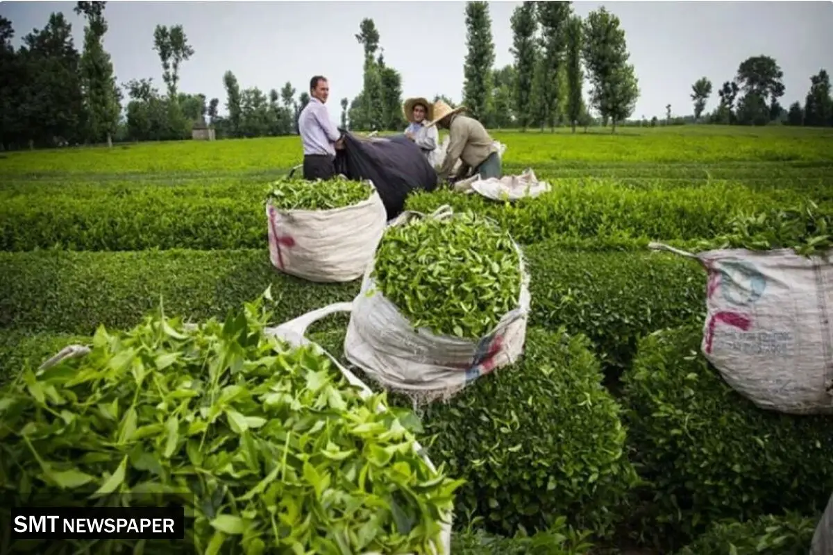 افزایش ۱۰ درصدی صادرات چای