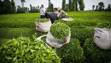 افزایش ۱۰ درصدی صادرات چای