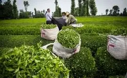 افزایش ۱۰ درصدی صادرات چای