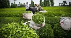 افزایش ۱۰ درصدی صادرات چای