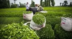 افزایش ۱۰ درصدی صادرات چای