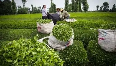 افزایش ۱۰ درصدی صادرات چای