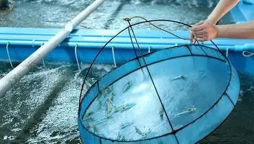 لیست قیمت انواع ماهی امروز ۱۹ بهمن ۱۴۰۴ 