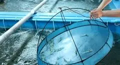 لیست قیمت انواع ماهی امروز ۱۹ بهمن ۱۴۰۴ 