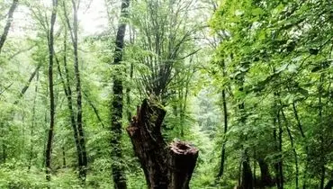 یادی دوباره از فداکاران جنگل