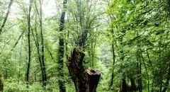 یادی دوباره از فداکاران جنگل