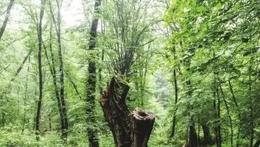 یادی دوباره از فداکاران جنگل