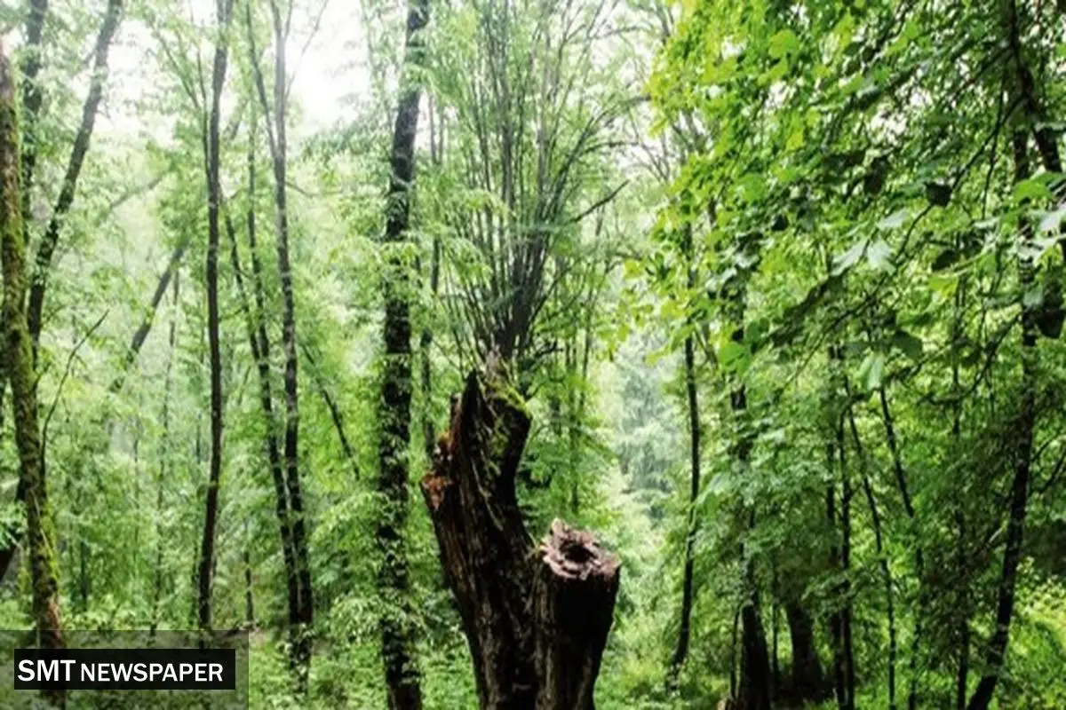 یادی دوباره از فداکاران جنگل