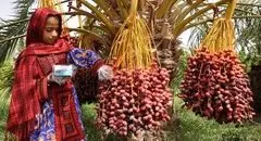 طلای نخلستان در قفس غرب