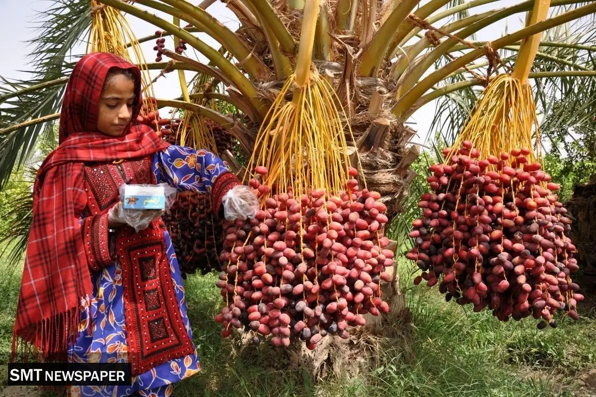 طلای نخلستان در قفس غرب