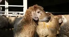 قیمت دام زنده امروز سه‌شنبه ۲۷ آبان ۱۴۰۴ + جدول