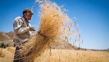 مطالبات گندمکاران به طور کامل تسویه شد