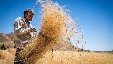 مطالبات گندمکاران به طور کامل تسویه شد