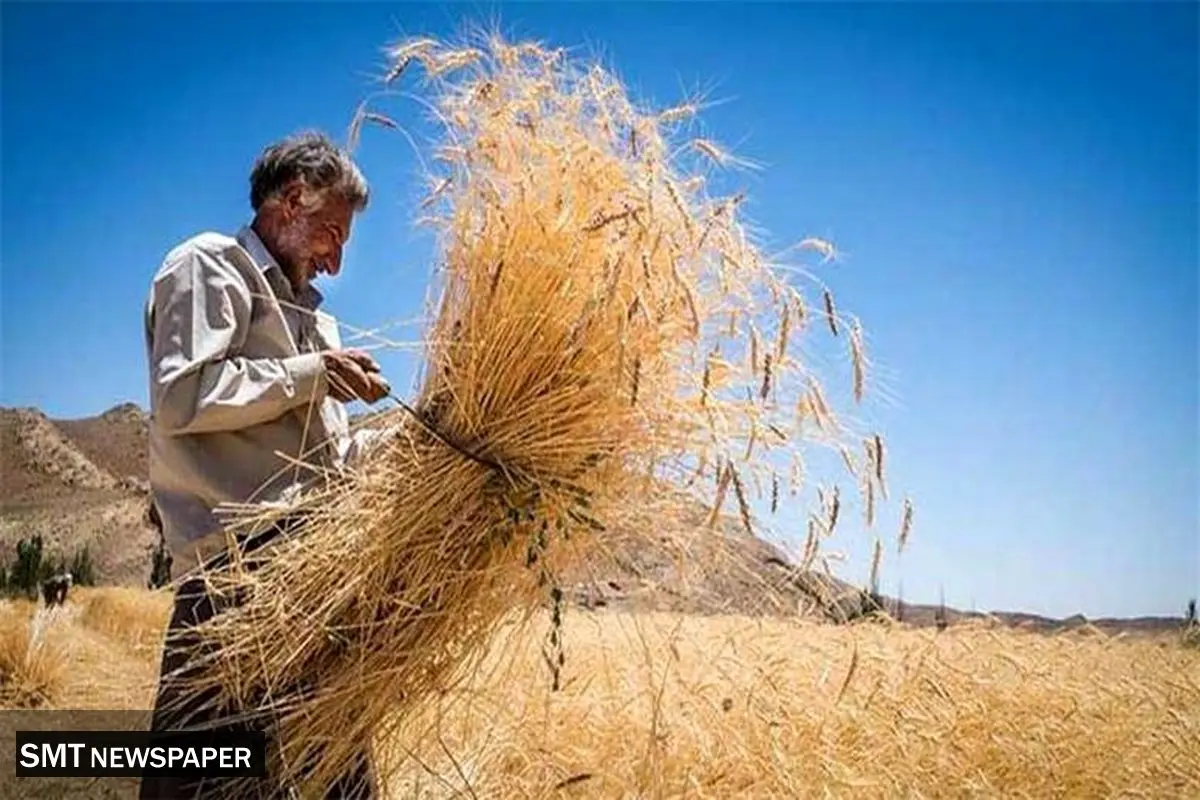 مطالبات گندمکاران به طور کامل تسویه شد