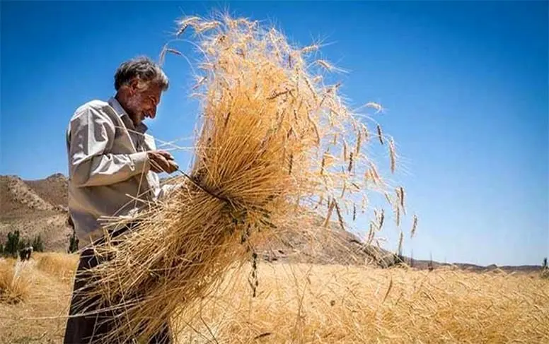 مطالبات گندمکاران به طور کامل تسویه شد