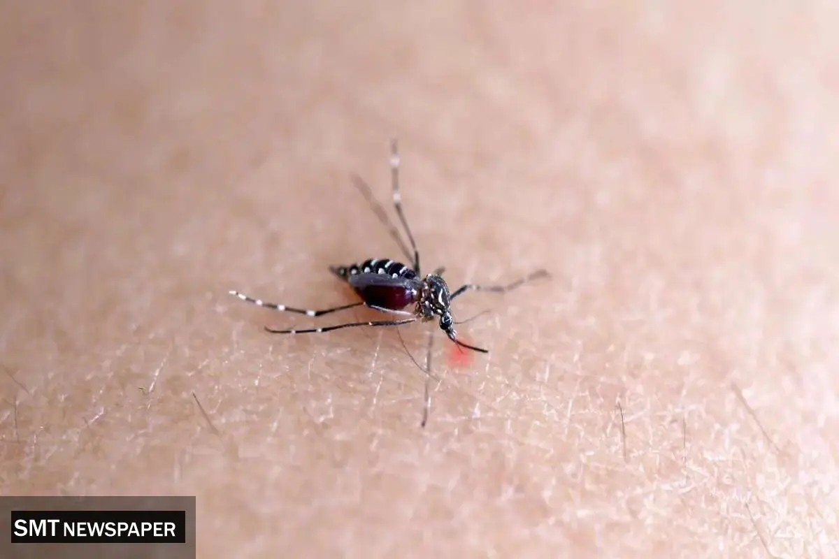 چیکونگونیا تهدید بزرگی برای ایران است