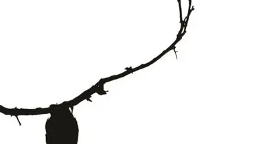 چهار کادر از پرواز تا نشستن