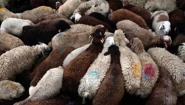لیست افزایش قیمت دام زنده امروز دوشنبه ۲۷ مرداد ۱۴۰۴