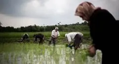 صنایع کوچک کشاورزی در باتلاق بی‌توجهی