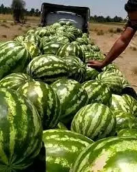 واردات ۴۵ محصول کشاورزی به عراق ممنوع شد