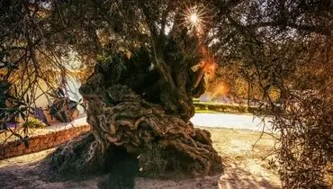درختی که چهار هزار سال عمر دارد