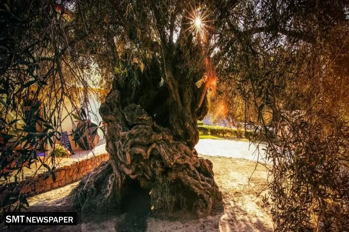 درختی که چهار هزار سال عمر دارد