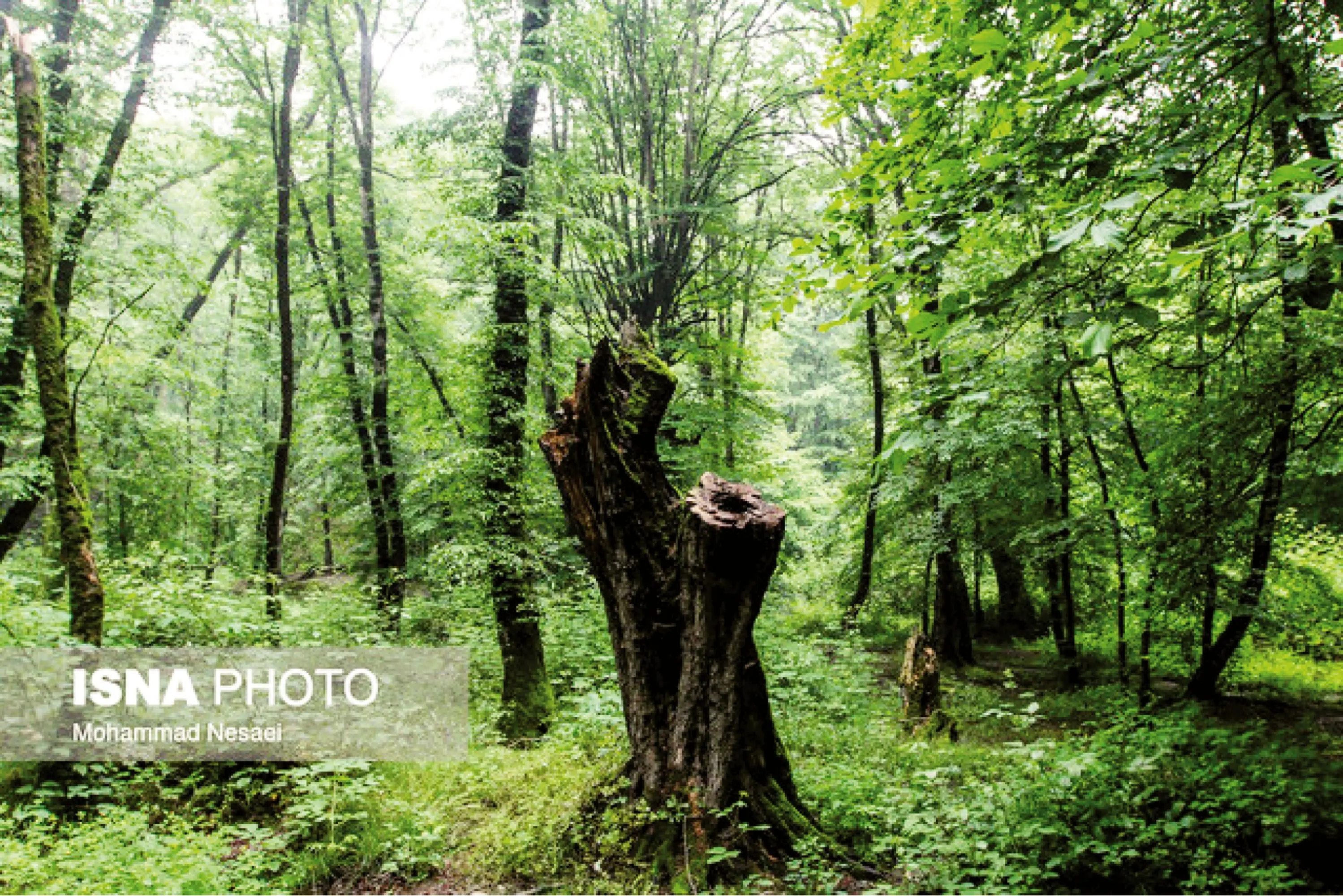 یادی دوباره از فداکاران جنگل