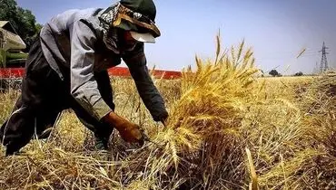 امروز با کشاورزان گندم تسویه حساب خواهد شد