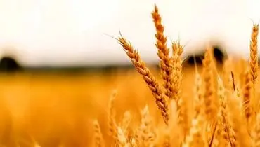 تعیین نرخ خرید گندم در اولویت؛ کشاورزان چشم‌انتظار تصمیم نهایی