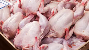 پرواز قیمت مرغ امروز دوشنبه ۲۶ آبان ۱۴۰۴ +جدول