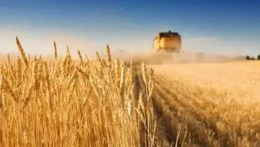 تداوم نرخ ۲۸۵۰۰ تومانی برای واردات گندم