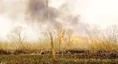 داغی بر دل هور