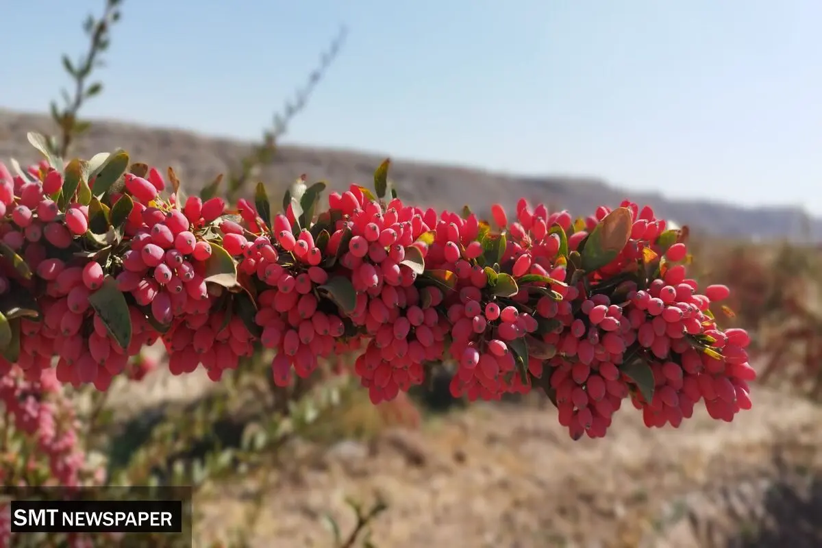 استاندار خراسان : ۹۸ درصد زرشک دنیا در استان خراسان‌جنوبی تولید می‌شود