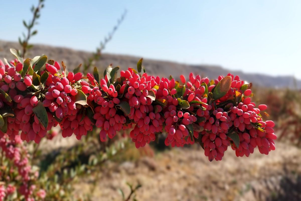 استاندار خراسان : ۹۸ درصد زرشک دنیا در استان خراسان‌جنوبی تولید می‌شود