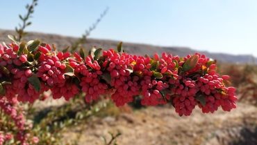 استاندار خراسان : ۹۸ درصد زرشک دنیا در استان خراسان‌جنوبی تولید می‌شود