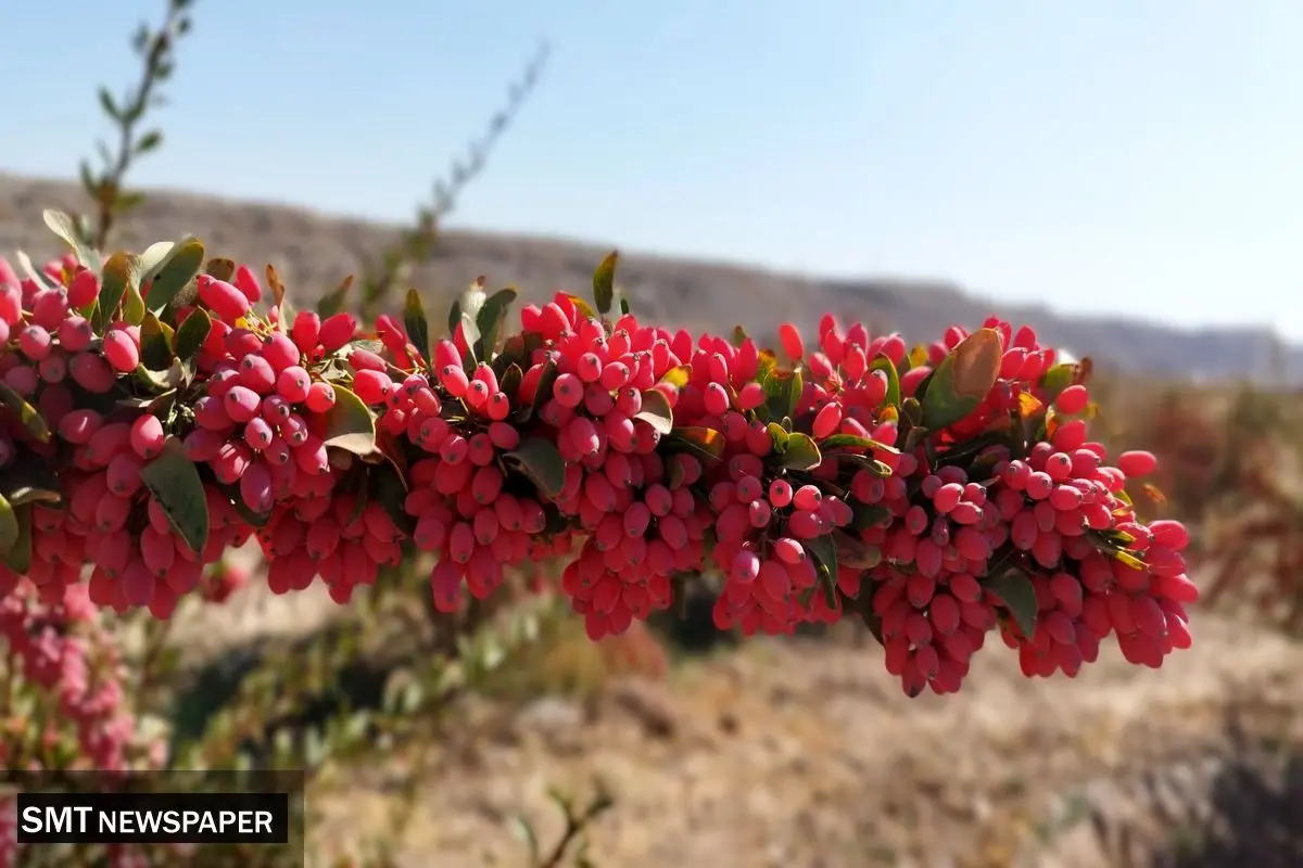 استاندار خراسان : ۹۸ درصد زرشک دنیا در استان خراسان‌جنوبی تولید می‌شود