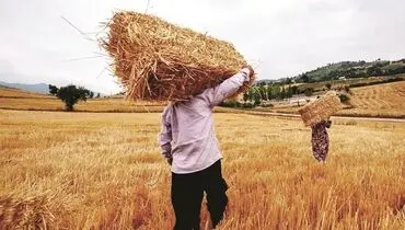 انگشت اتهام به‌سمت سوءمدیریت است