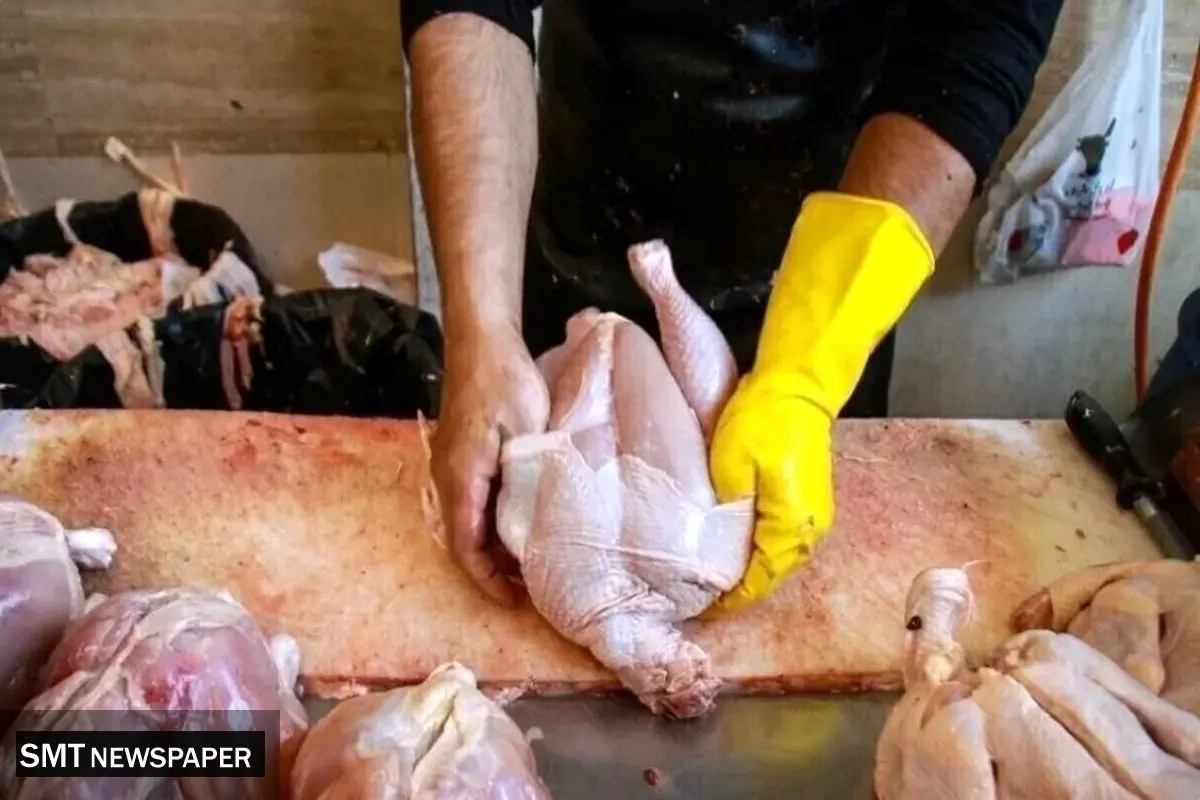 قیمت جدید هرکیلو مرغ؛ عامل اصلی افت قیمت مرغ در بازار چیست؟