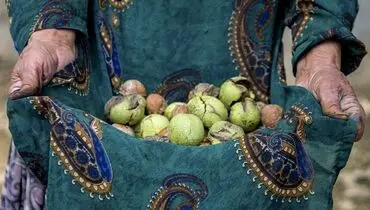نقش و اهمیت اشتغال زنان در صنعت گردو و بررسی چالش های آن

