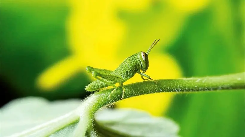 هفت گام چشم‌نواز و زیبا