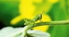 هفت گام چشم‌نواز و زیبا